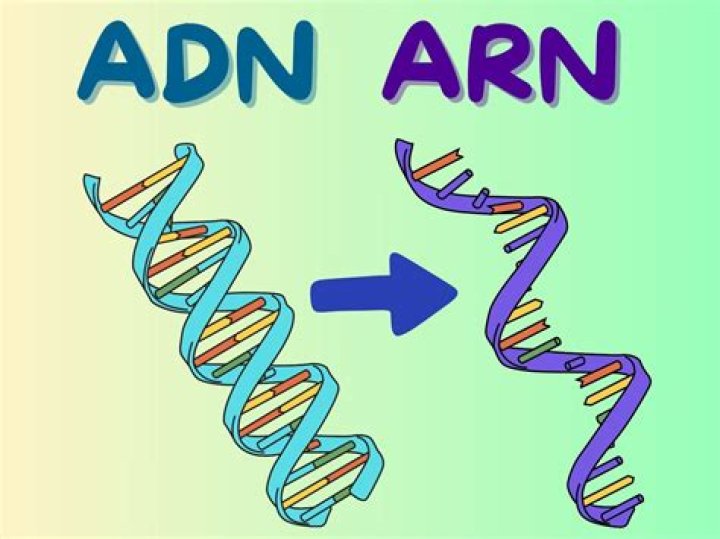 Arn
