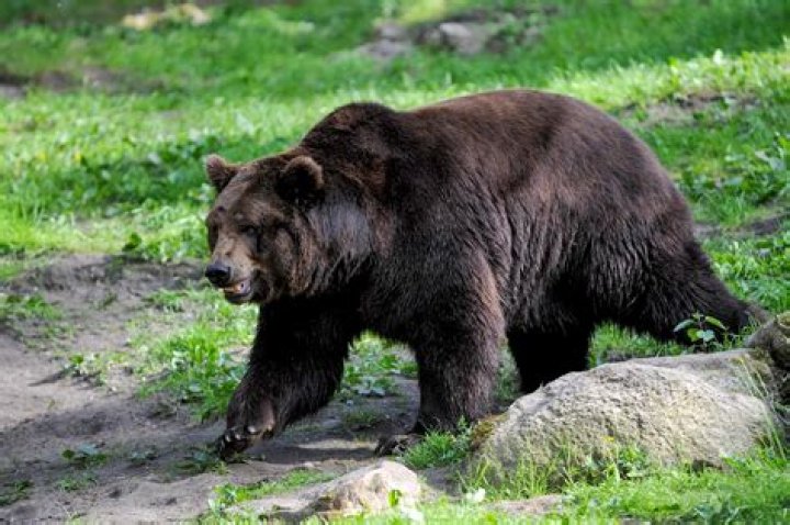 Baer