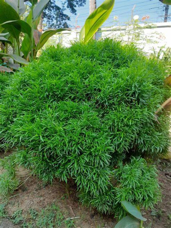 Barua