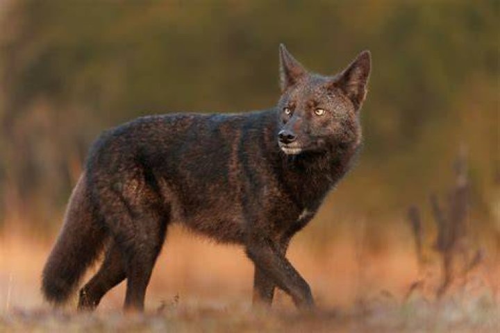 Black Coyote