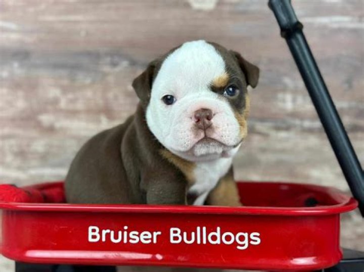 Bulldog, the Bruiser