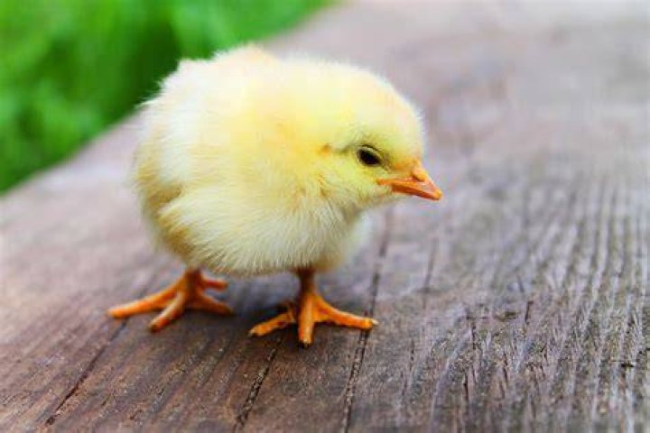Chick