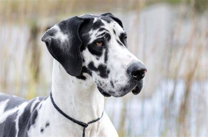 Dane