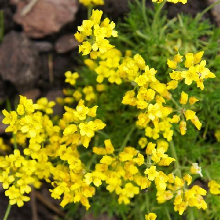 Draba