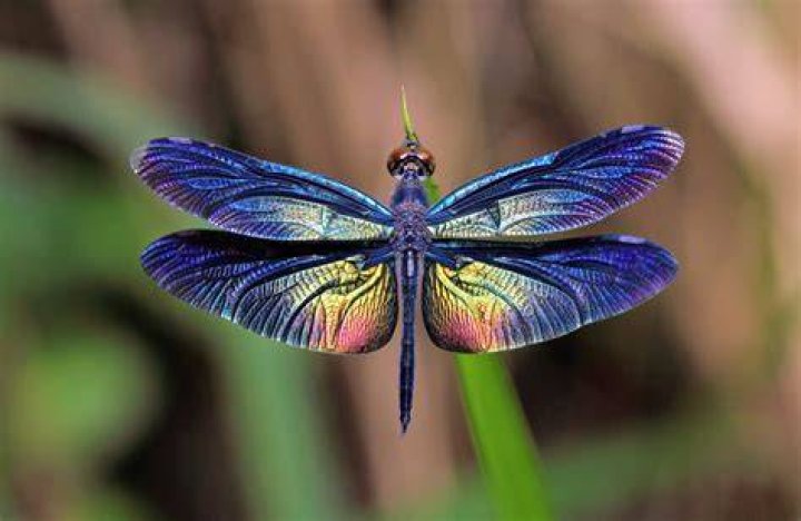 Dragonfly