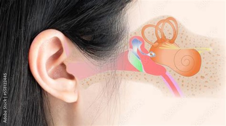 Ears