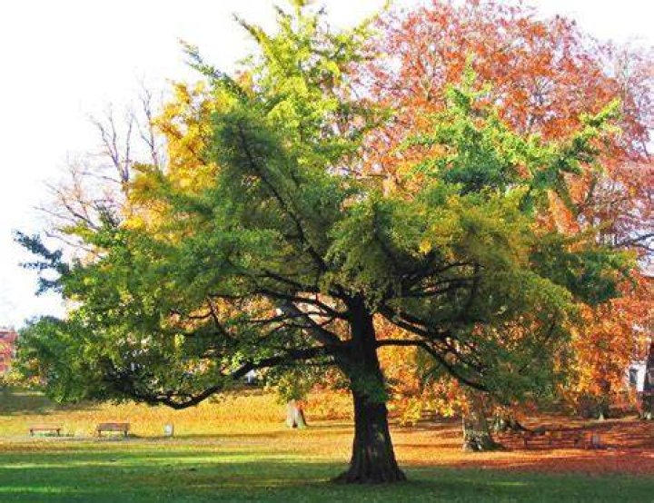 Ginko