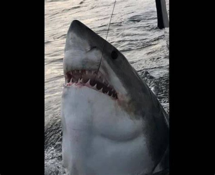 Great White Ass Hunter