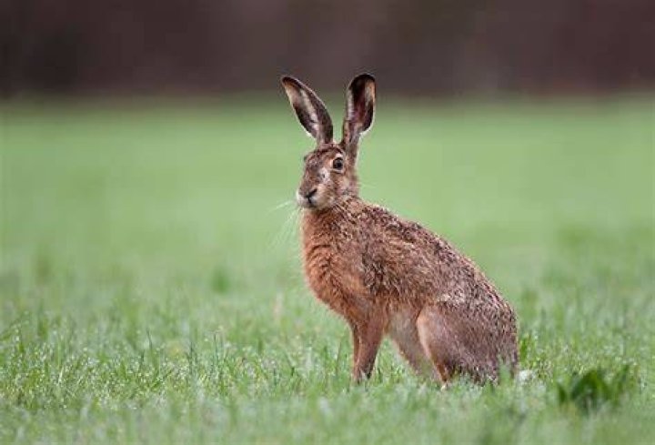 Hares