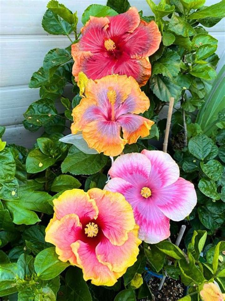 Hibiscus
