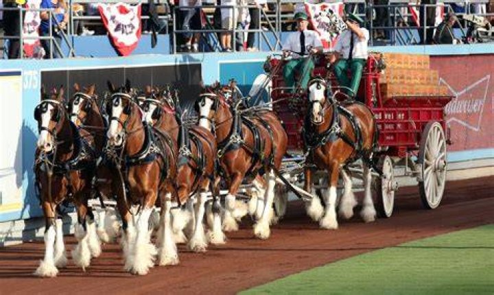 Himself - Clydesdale Trainer