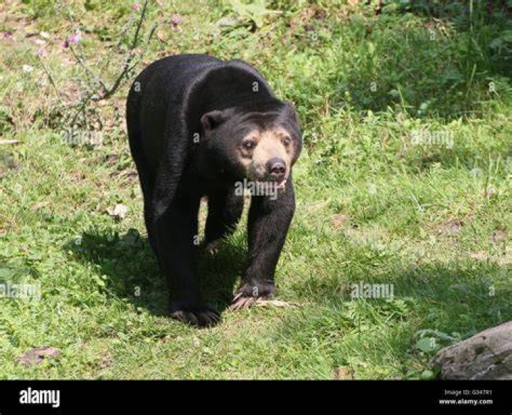 Honey Bear