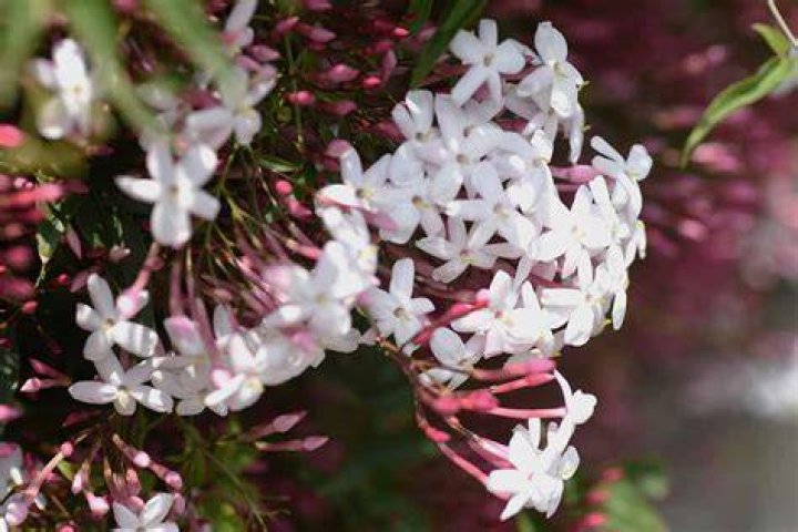 Jasmine