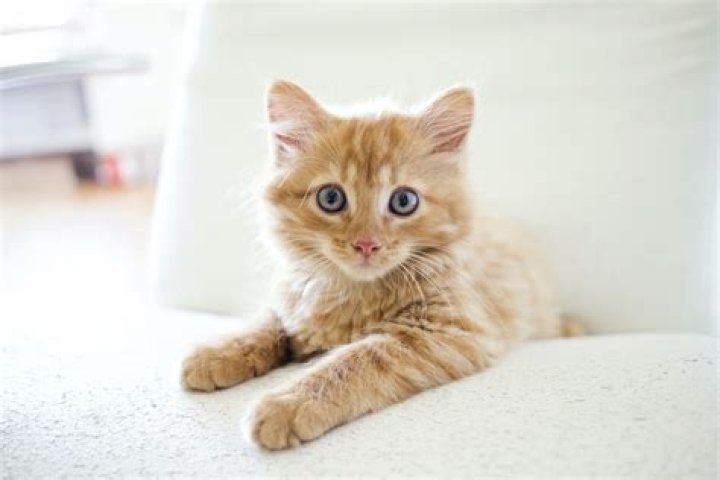 Kitten
