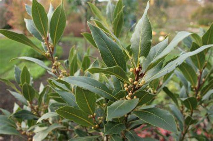 Laurel