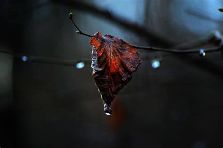 Leaf Weidmann