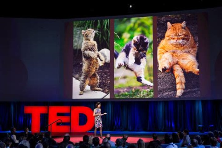 Li Ted