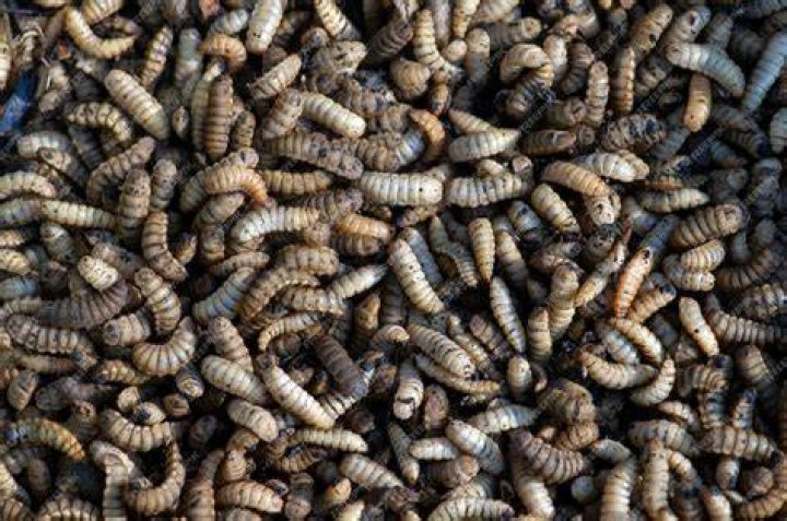 Maggot