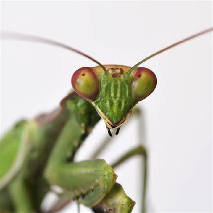 Mantis