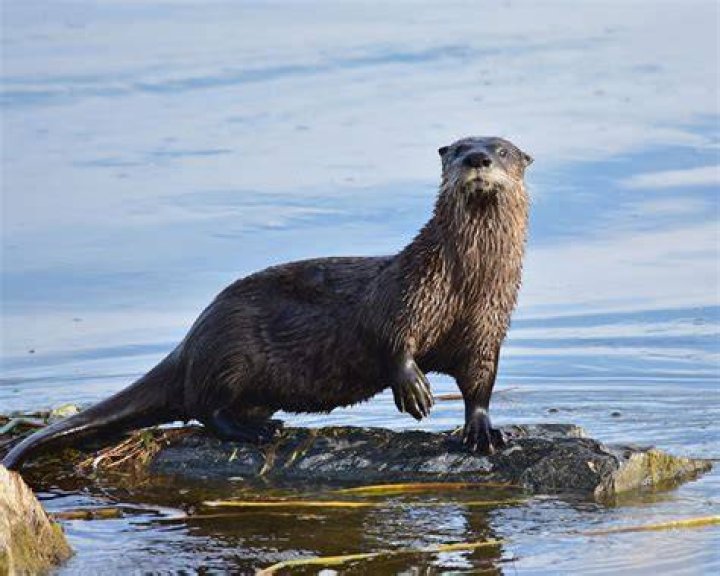 Otter