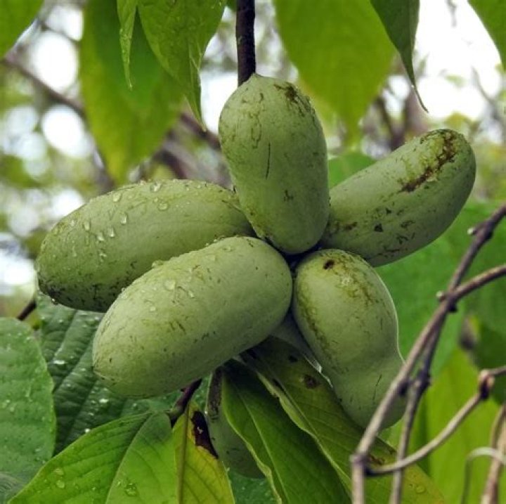 Paw Paw