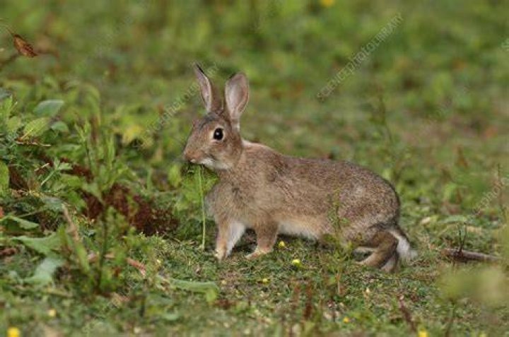 Rabbit