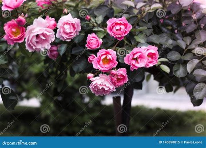 Rosa Delle Rose