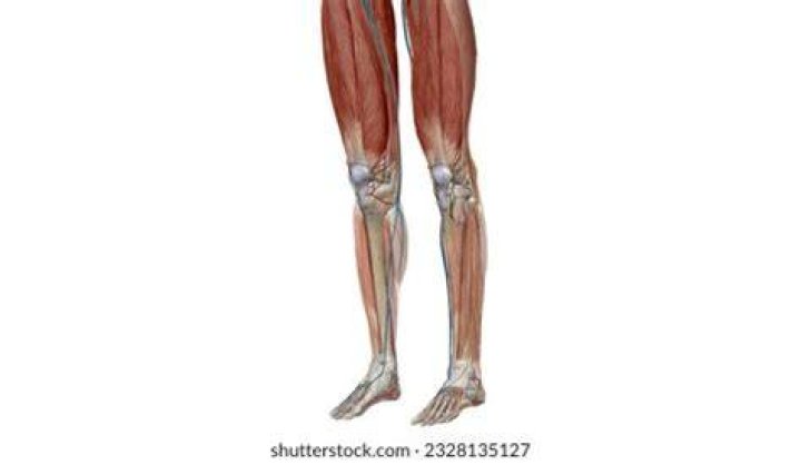 Shin