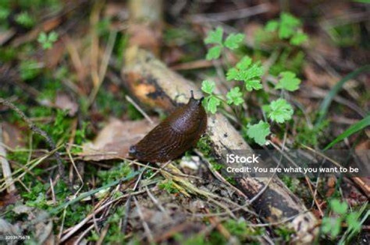 Slug