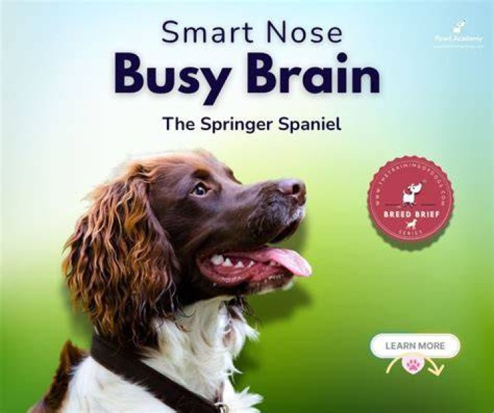 Springer
