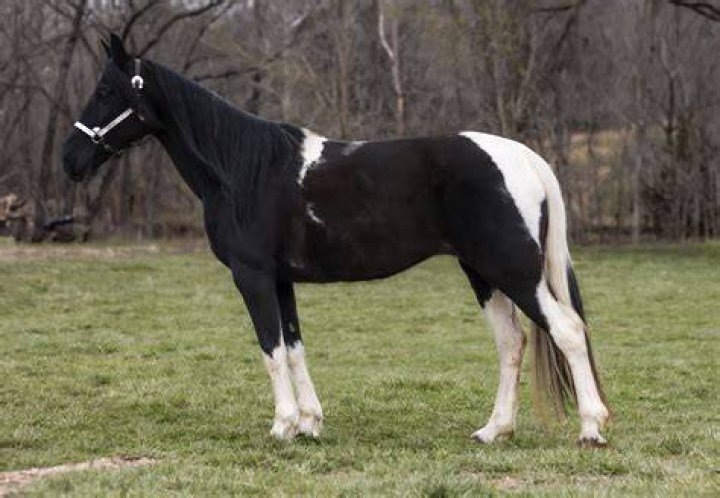 Trotter Dancer