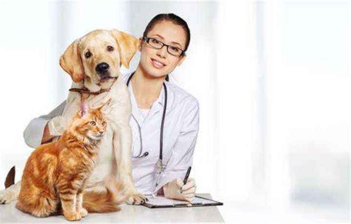 Vet