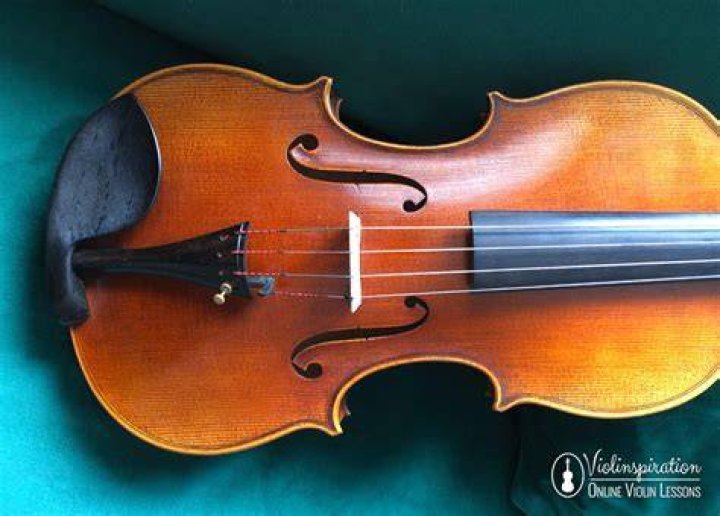 Viola