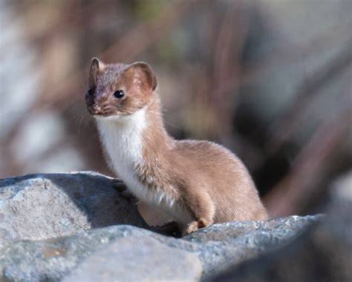 Weasel
