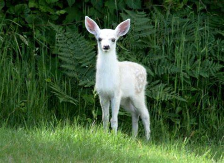 White Fawn
