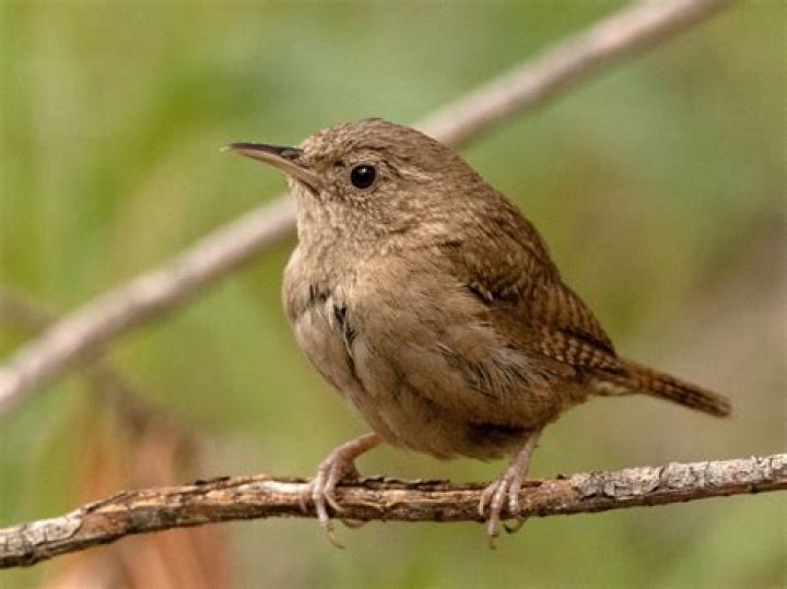 Wren