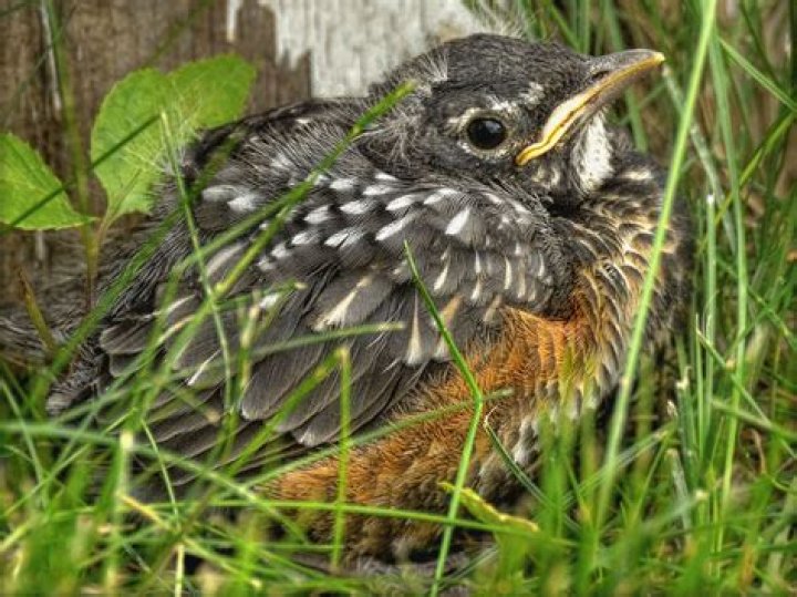 Young Bird