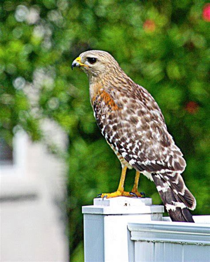 Young Hawk